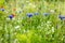 Wild flowers at the heyday, cornflowers, poppies and herbs