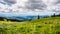 Wild Flowers in the High Alpine under a Nice Sky