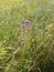 Wild Flowers on hill