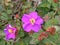 Wild flowers at Horton Plains National Park and Worldâ€™s End in the Hill Country,