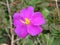 Wild flowers at Horton Plains National Park and Worldâ€™s End in the Hill Country,