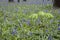 Wild flowers hyacinths in the Belgian spring woods 1