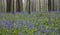 Wild flowers hyacinths in the Belgian spring woods 2 Rhythm of trunks