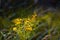 Wild flowers of Hypericum perforatum, perforate St John`s-wort enjoy beautiful sundawn in a summer field, popular medicinal herb