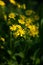 Wild flowers of Jacobaea vulgaris on a dark green blurred background. Ragwort Jacobaea vulgaris on field