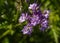 Wild flowers Lacy Phacelia Tanacetifolia In summer meadow. Purple tansy honey plant