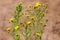 Wild Flowers at Laguna Coast Wilderness Park