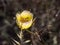 Wild Flowers at Laguna Coast Wilderness Park