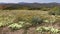 Wild flowers landscape - South Africa