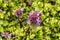 Wild flowers of a large flowered selfheal. Prunella grandiflora