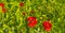 Wild flowers like red papavers in a grassy green field in sunlight in summer