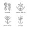 Wild flowers linear icons set. Candytuft, common star lily, coreopsis, blanket flower. Blooming wildflower, weed. Field