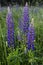 Wild flowers of lupines. Nature. Landscape