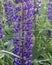 Wild flowers of lupines. Nature. Landscape