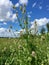 Wild flowers in the meadow