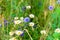 Wild flowers on meadow. Summer day on field of grass. Russian field, summer landscape, cornflowers and chamomiles