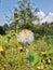 Wild flowers in the middle of the garden, in Indonesia, Bogor city.