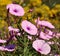 Wild flowers morning glory in full splendor