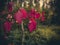 Wild flowers in mountain.  Amazing flowers view. Macro micro