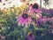 Wild flowers in mountain.  Amazing flowers view. Macro micro