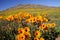 Wild Flowers - Namaqualand, South Africa