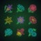 Wild flowers neon light icons set. Orchid, cow parsnip, candytuft, star lily, coreopsis, franciscan wallflower, crimson