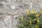 Wild flowers on old stone wall