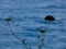 Wild flowers and plants on the cliffs of the Costa Brava