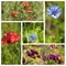 Wild flowers poppies corn flowers and purple flowers collage