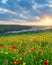 Wild flowers at Porth Joke Cornwall