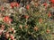 Wild flowers red forest hike hillside sunny hiking trail plants flower blooming closeup spring