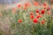 Wild flowers of the red poppy