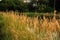 Wild flowers, river, morning