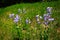 Wild flowers on the roadside