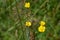 Wild Flowers Rough-Fruited Cinquefoil (Potenilla recta)