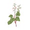 Wild flowers of round-leaved wintergreen. Botanical retro drawing of field floral plant Pyrola rotundifolia. Herbal