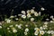 Wild Flowers on a Seaside Jetty