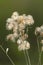 Wild flowers in semi desertic environment, Calden forest,