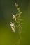 Wild flowers in semi desertic environment, Calden forest,