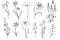 Wild flowers set. Hand drawn line black flowers, herbs and leaves, stem and petals. Herbal and meadow plant collection, decor