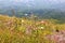 Wild Flowers on the Side of Mount Vesuvius