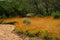 Wild flowers - South Africa