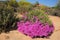 Wild flowers - South Africa