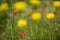 Wild flowers in spring, Patagonia, Argentina