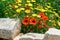 Wild flowers in spring, red poppies and yellow crown daisy