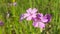 Wild flowers in spring season isolated in blue or green background in greece