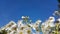 Wild flowers in spring season isolated in blue or green background in greece