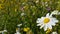 Wild flowers in spring season isolated in blue or green background in greece