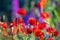 Wild flowers in the spring time, green fields with poppy`s and colourful flowers