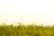 Wild flowers, straw and grass field and white sky